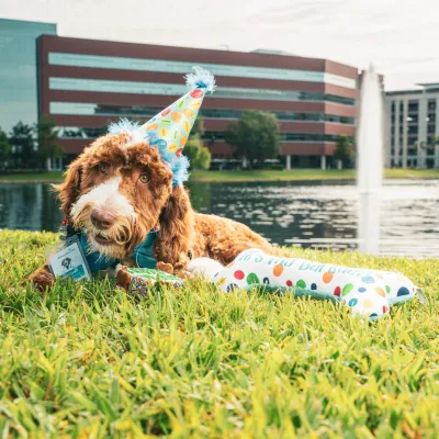 Fletcher, a labradoodle therapy dog, lays in grass with a retention pond and office building in the background.