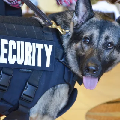 Picture of a K9 dog.