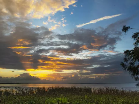 Outdoor image of sky, grass, and trees during sunset.