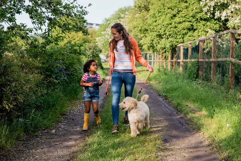 A Mother and Daughter Walk Their Labradoodle on a Country Road.