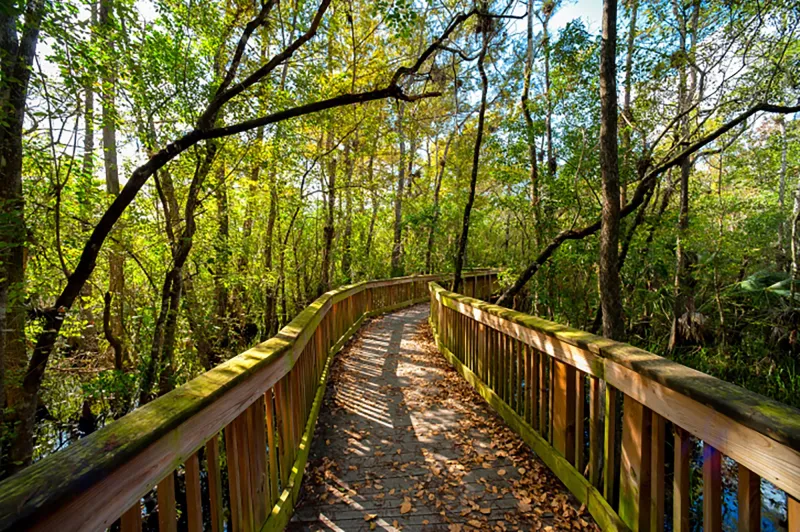 highlands hammock state park trail